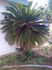 HUGE 50 Year old MALE Sago Palm!! Must See!  $2000 OBO